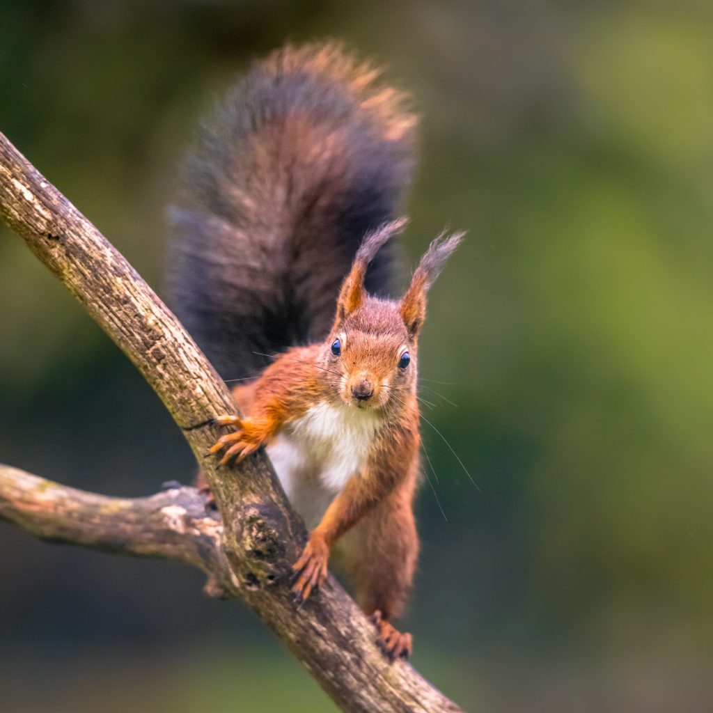 Red squirrel attentive on branch
