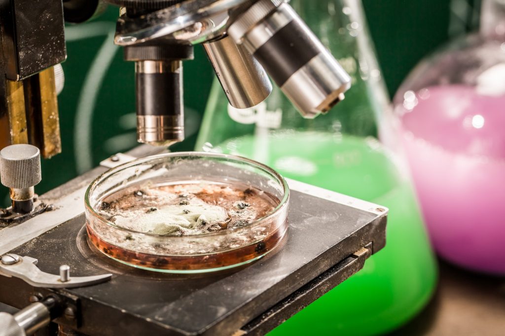 Toxicity test of molds in the laboratory